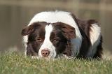 BORDER COLLIE 1445